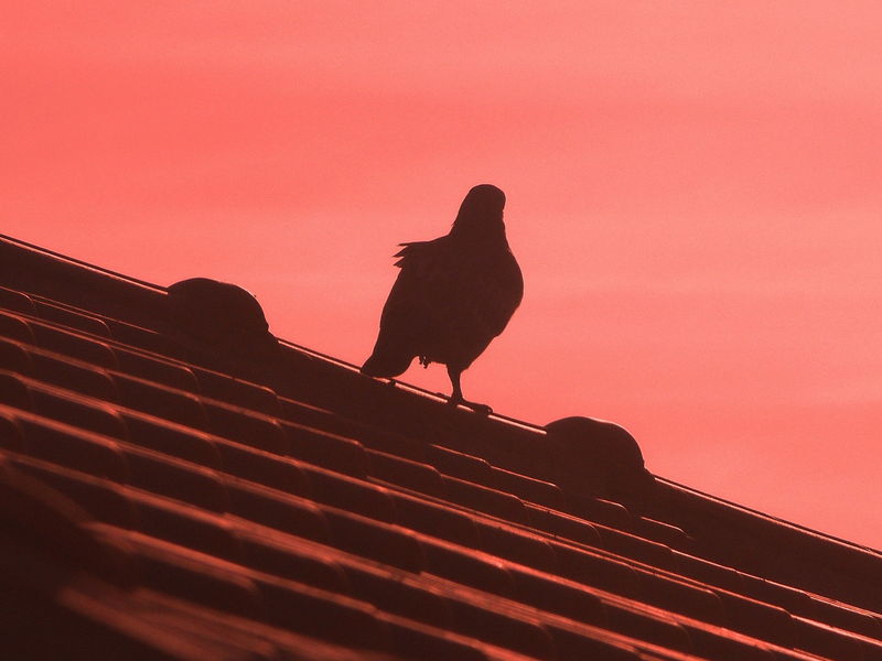 Burung atas bumbung